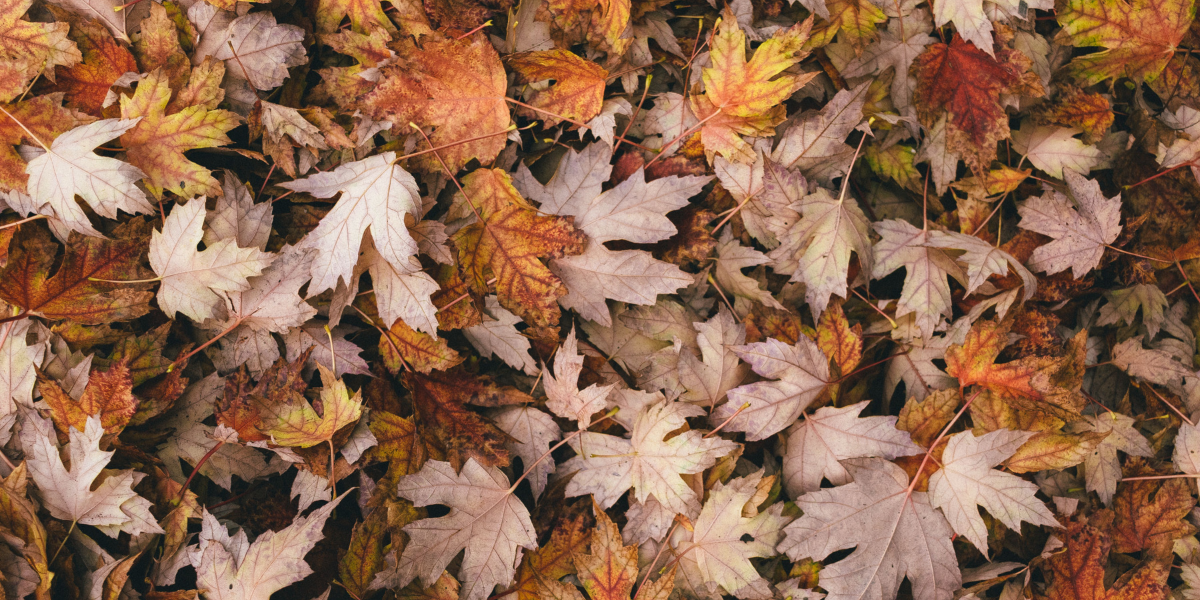 dry leaves